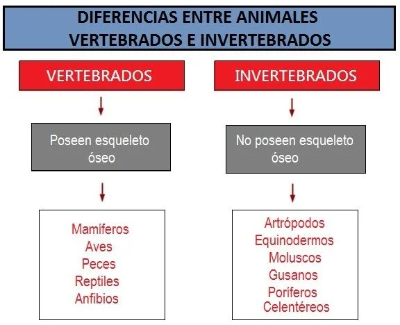 Diferencia entre vertebrados e invertebrados