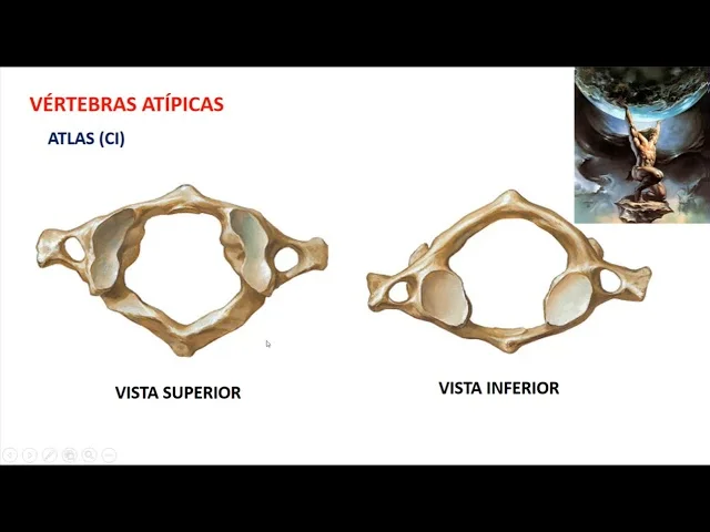 Diferencia entre vértebras típicas y atípicas