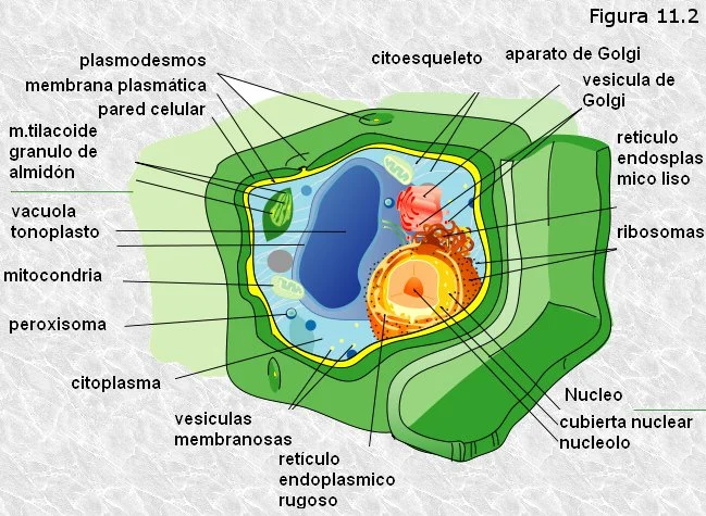 ¿Qué es responsable de la estructura de soporte y el movimiento en las células?