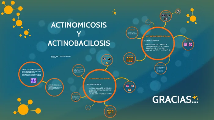 Diferencia entre actinomicosis y actinobacilosis Ciencia