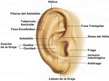 Diferencia entre aurícula y pabellón auricular