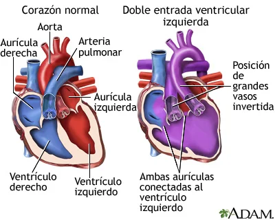 Diferencia entre aurícula y ventrículo