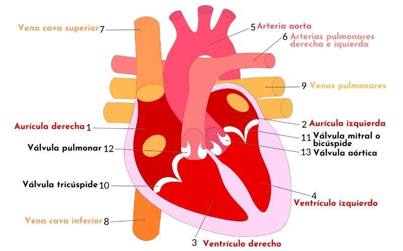 Diferencia entre aurículas y ventrículos