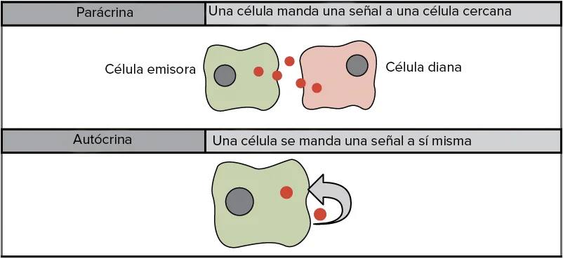 Diferencia entre autocrino y paracrino