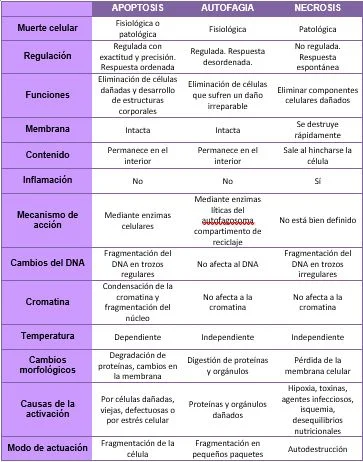 Diferencia entre autofagia y apoptosis