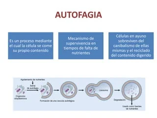 Diferencia entre autofagia y heterofagia