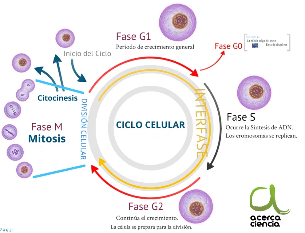 Diferencia entre ciclo celular y división celular