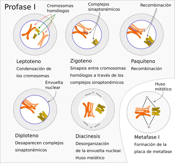 Diferencia entre cigoteno y paquiteno