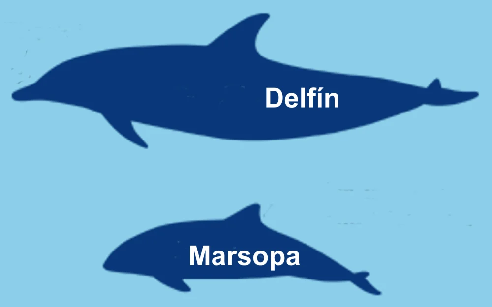 Diferencia entre delfín y marsopa