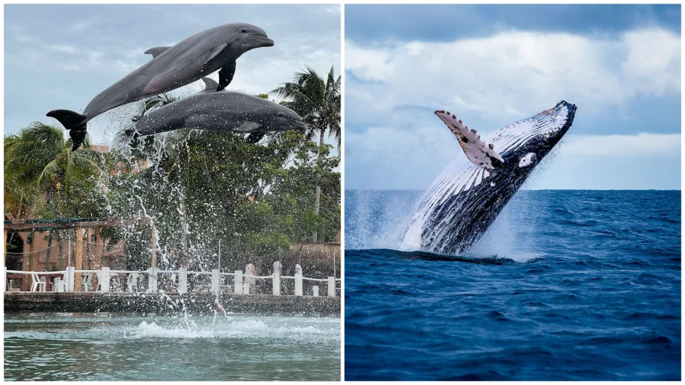 Diferencia entre delfines y ballenas