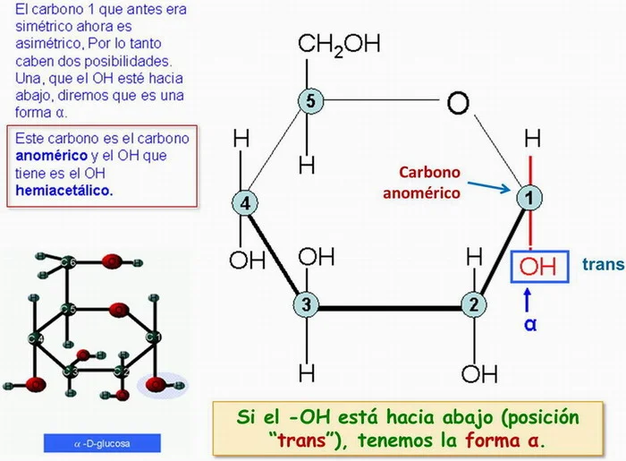 Diferencia entre el carbono anomérico y el carbono asimétrico