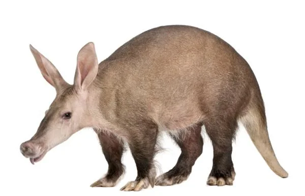 Diferencia entre el cerdo hormiguero y el oso hormiguero