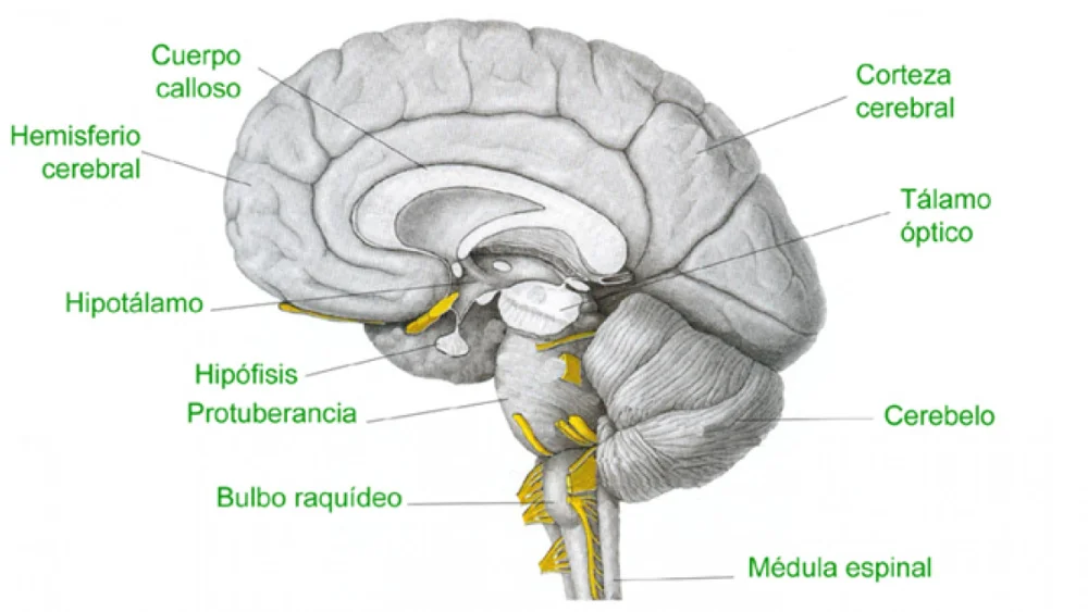 Diferencia entre el cerebelo y el bulbo raquídeo