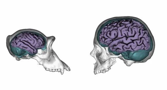 Diferencia entre el cerebro del chimpancé y el cerebro humano