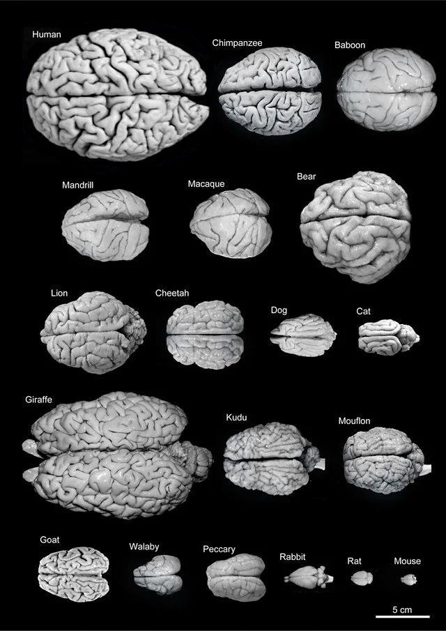 Diferencia entre el cerebro humano y el animal