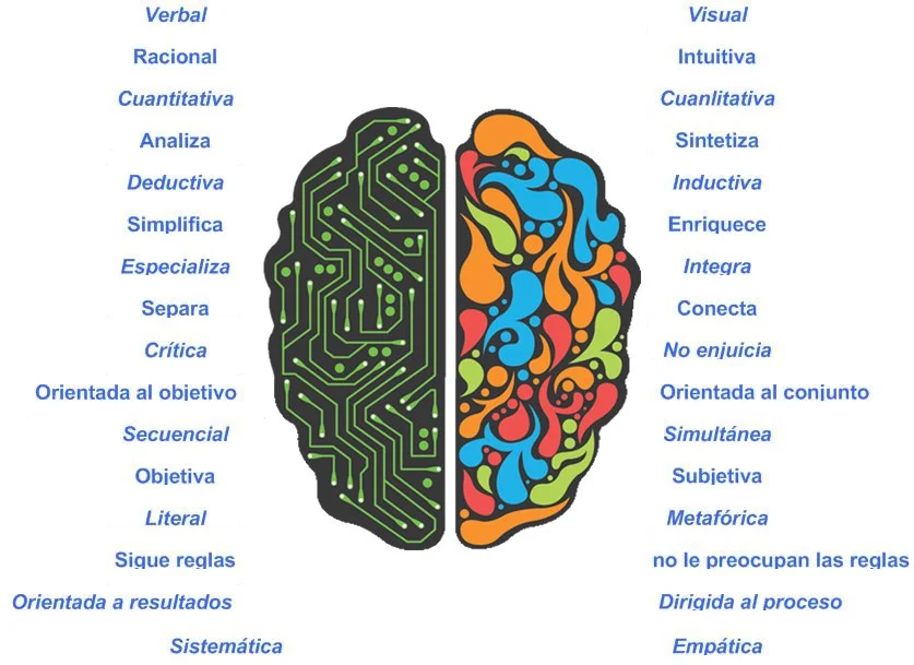 Diferencia entre el cerebro izquierdo y el derecho