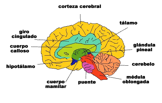 Diferencia entre el cerebro y la corteza cerebral
