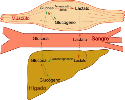 Diferencia entre el ciclo de Cori y el ciclo de glucosa-alanina