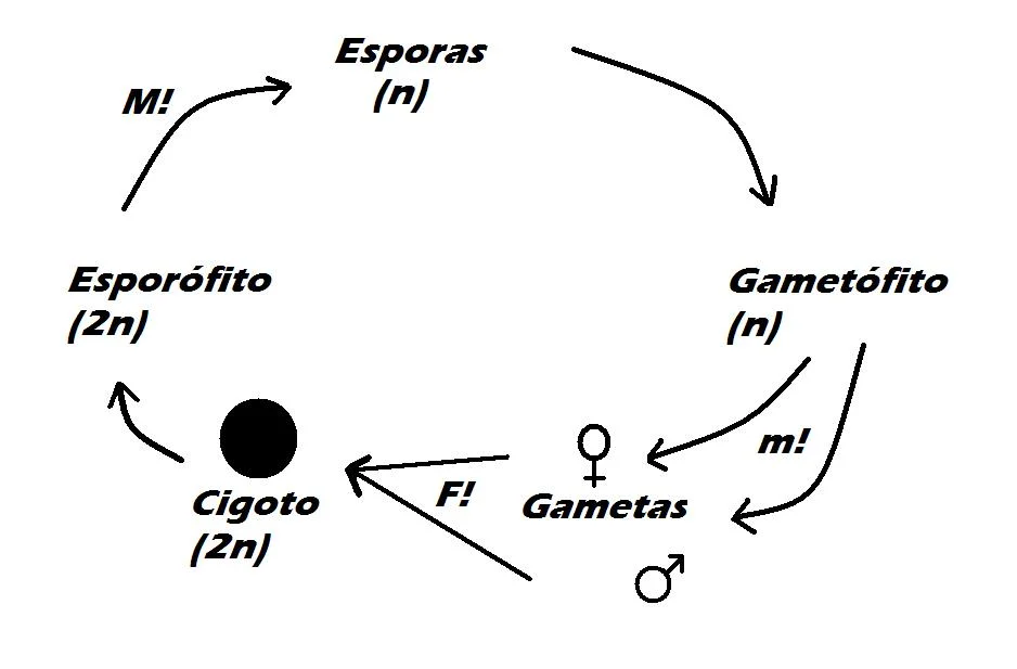 Diferencia entre el ciclo de vida haplóntico y diplóntico