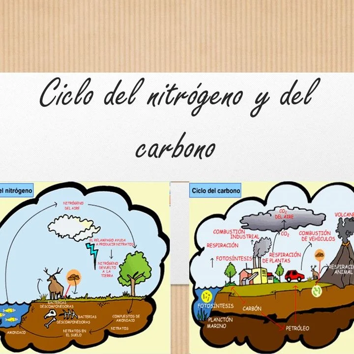 Diferencia entre el ciclo del carbono y el del nitrógeno