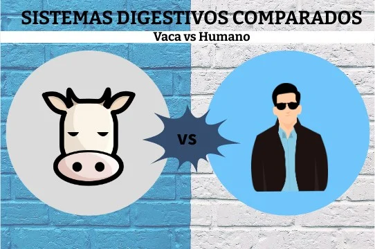 Diferencia entre el sistema digestivo de la vaca y el humano