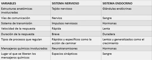 Diferencia entre el sistema endocrino y el nervioso
