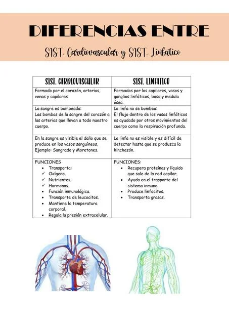 Diferencia entre el sistema linfático y el sistema circulatorio sanguíneo
