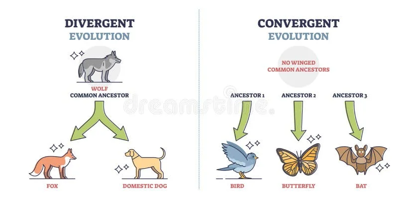 Diferencia entre evolución convergente y divergente