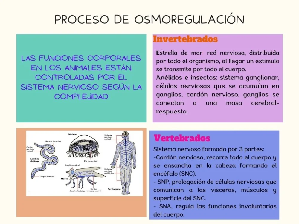 Diferencia entre excreción y osmorregulación