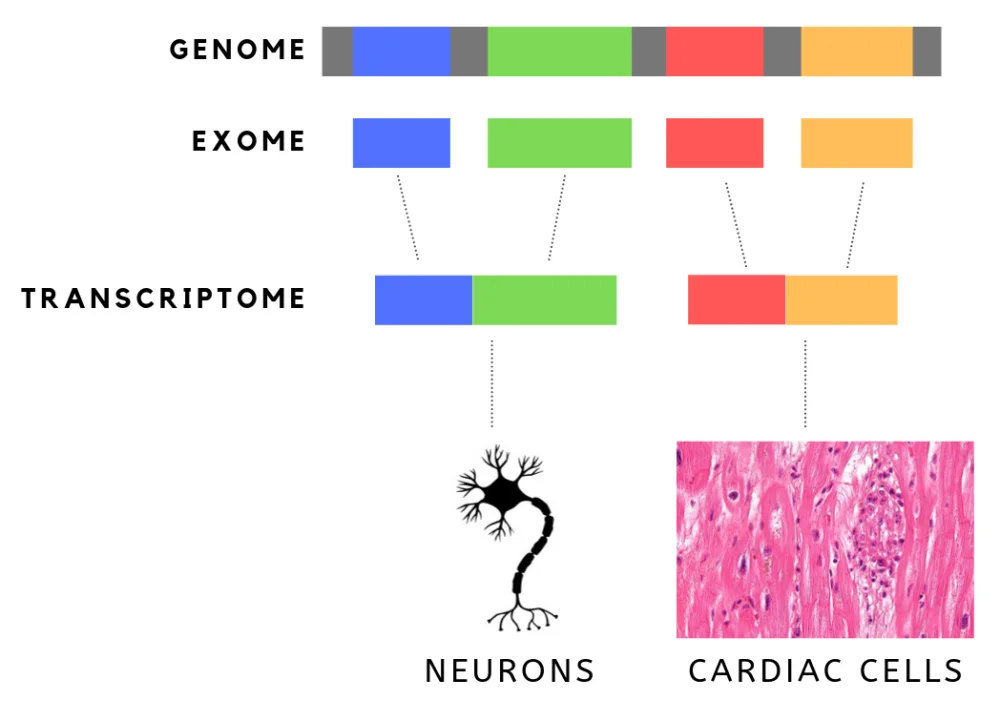 Diferencia entre exoma y transcriptoma