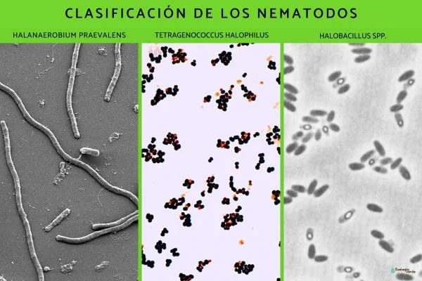 Diferencia entre halófilos y osmófilos