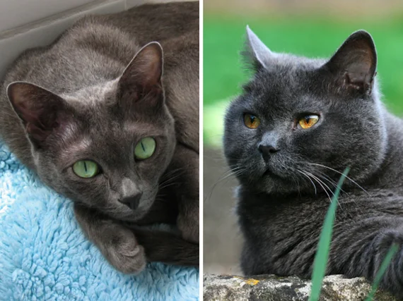 Diferencia entre Korat y Azul Ruso