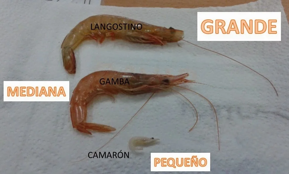 Diferencia entre krill y camarón