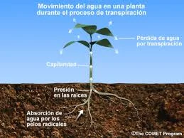 Diferencia entre la acción capilar y la transpiración