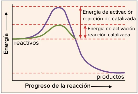 Diferencia entre la actividad enzimática y la actividad específica