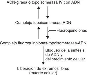 Diferencia entre la ADN girasa y la topoisomerasa