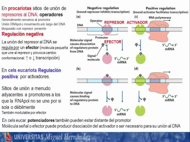 Diferencia entre la regulación genética positiva y negativa