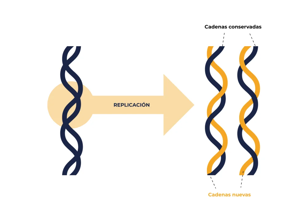 Diferencia entre la replicación y la duplicación del ADN
