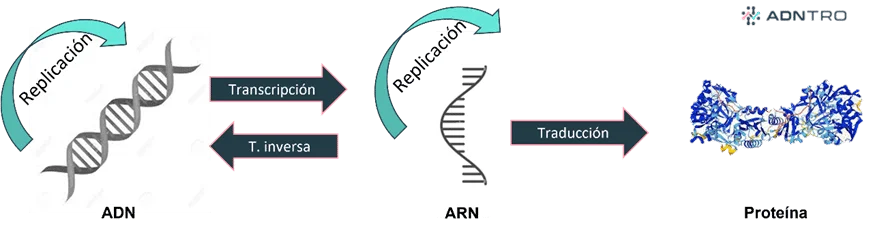 Diferencia entre la replicación y la transcripción del ADN