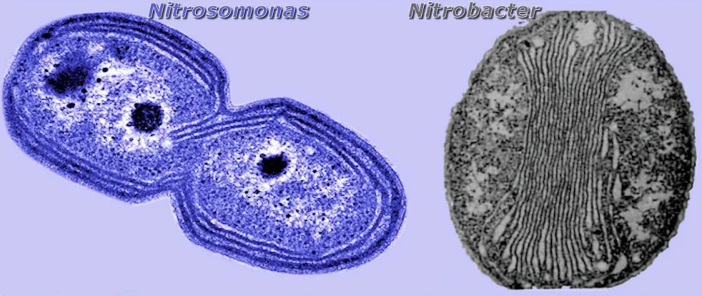 Diferencia entre Nitrosomonas y Nitrobacter