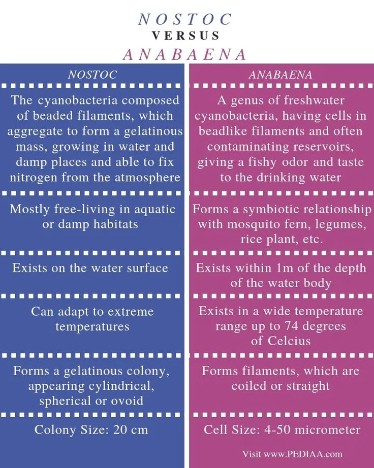 Diferencia entre Nostoc y Anabaena