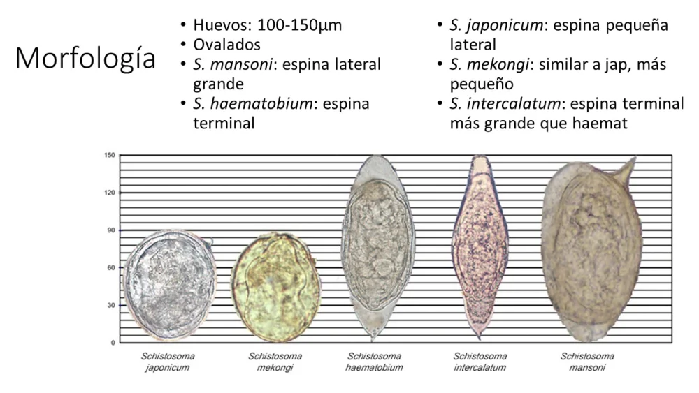 Diferencia entre Schistosoma Mansoni y Haematobium