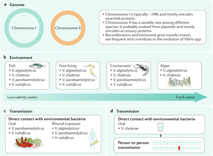 Diferencia entre Vibrio Cholerae y Vibrio Parahaemolyticus