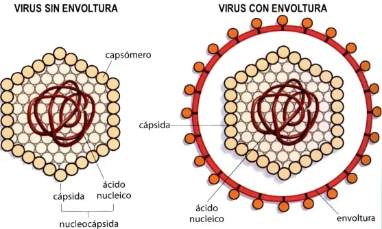 Diferencia entre virus con envoltura y sin envoltura