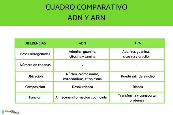 Diferencia entre virus de ADN y ARN