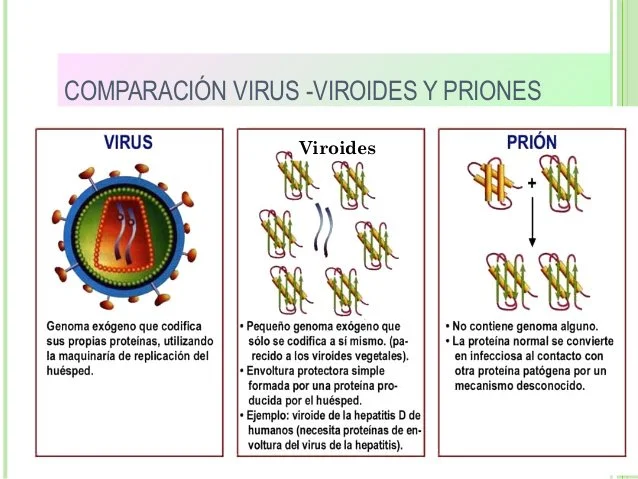 Diferencia entre virus y virión