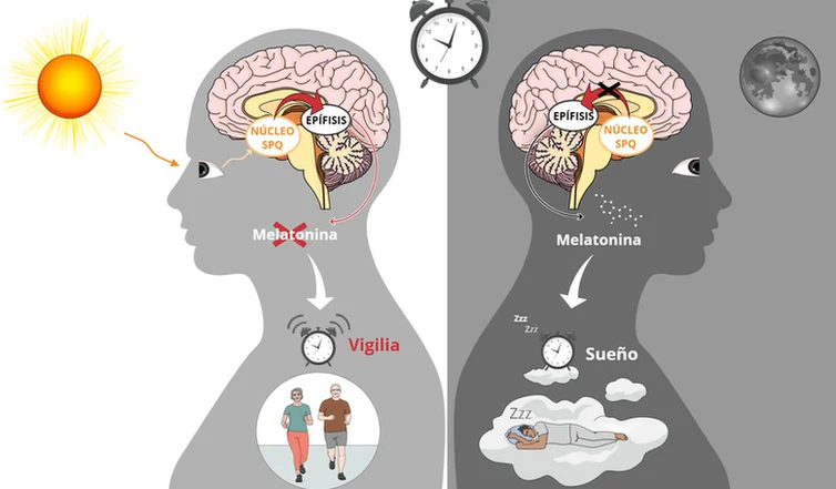 Diferencia entre adenosina y melatonina Ciencia