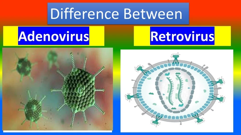 Diferencia entre adenovirus y retrovirus Ciencia