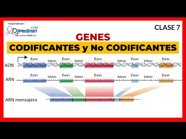 Diferencia entre ADN codificante y no codificante Ciencia