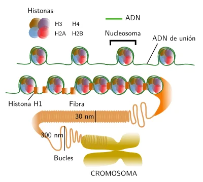 Diferencia entre ADN repetitivo y ADN satélite Ciencia